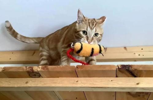 娱乐吃瓜酱小猫吵架